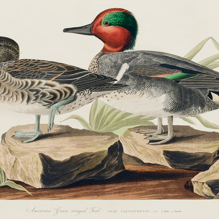 John James Audubon ducks cotton fabric panel