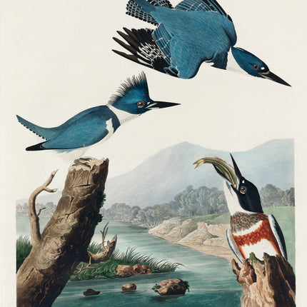 John James Audubon kingfishers cotton fabric panel