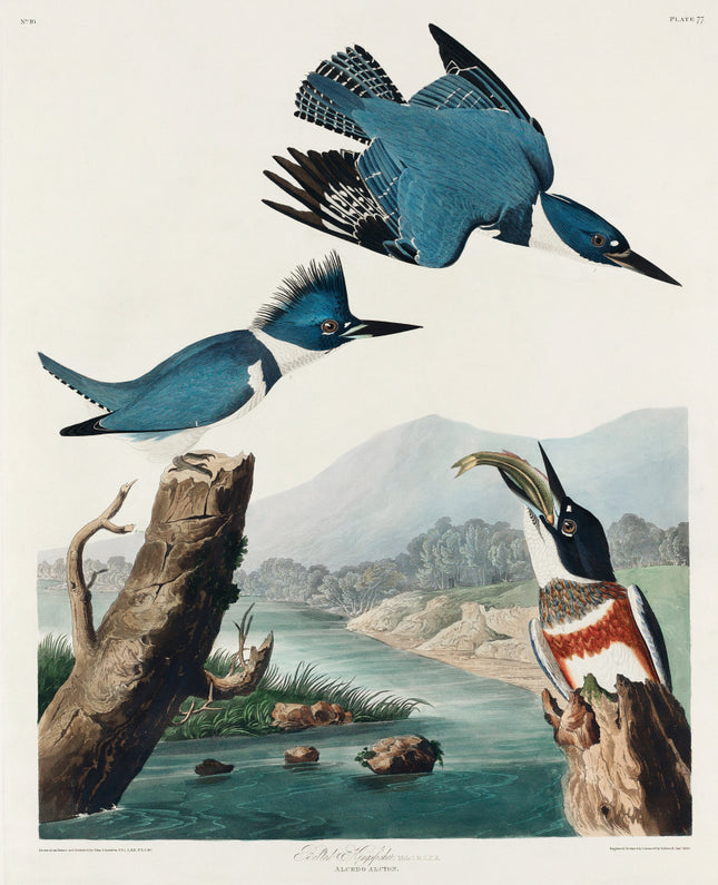John James Audubon kingfishers cotton fabric panel