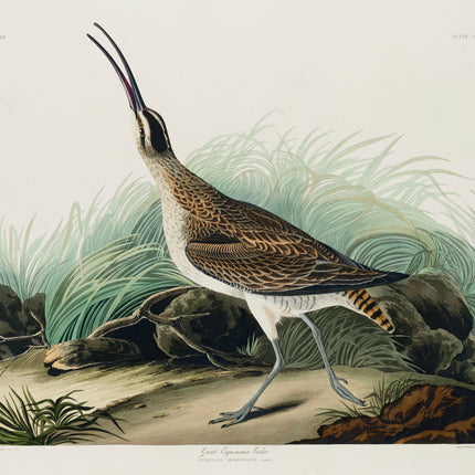 John James Audubon curlew cotton fabric panel