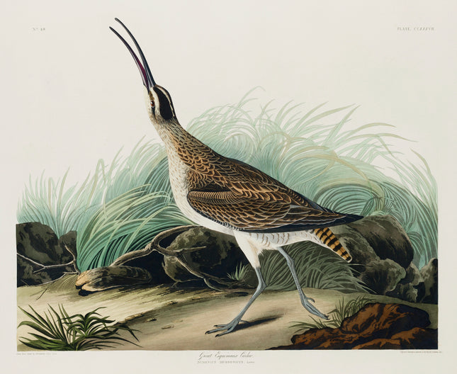 John James Audubon curlew cotton fabric panel