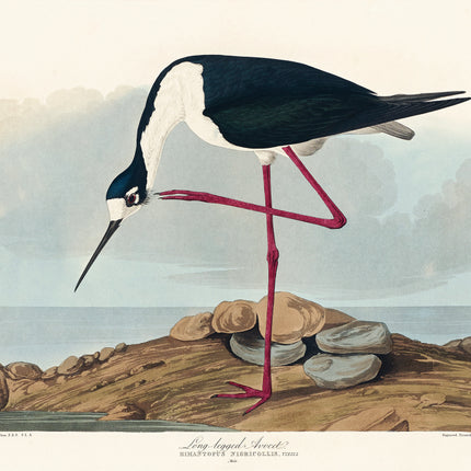 John James Audubon cotton fabric panel
