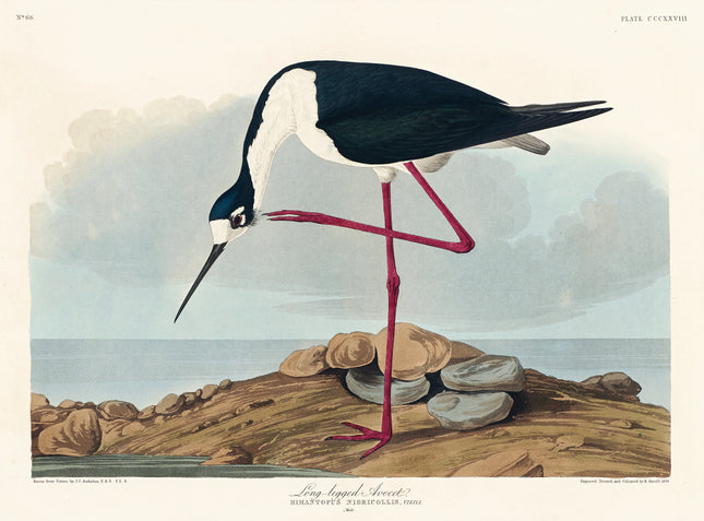 John James Audubon cotton fabric panel