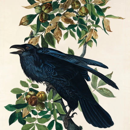 John James Audubon raven cotton fabric panel