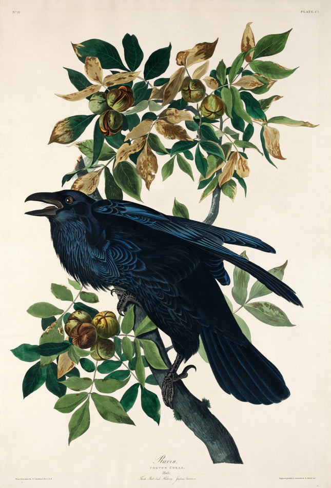 John James Audubon raven cotton fabric panel