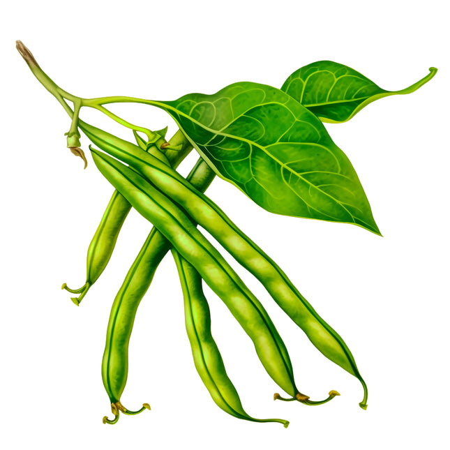 Green Beans 100% Cotton Fabric Panel Block EE1102