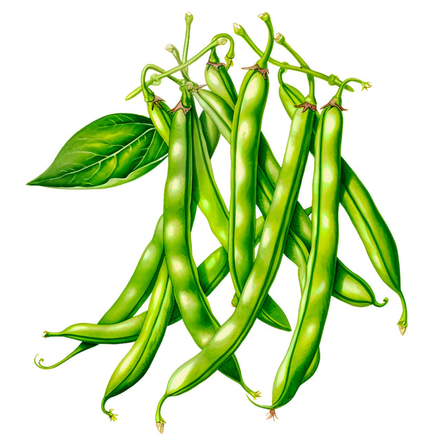 Green Beans 100% Cotton Fabric Panel Block EE1108