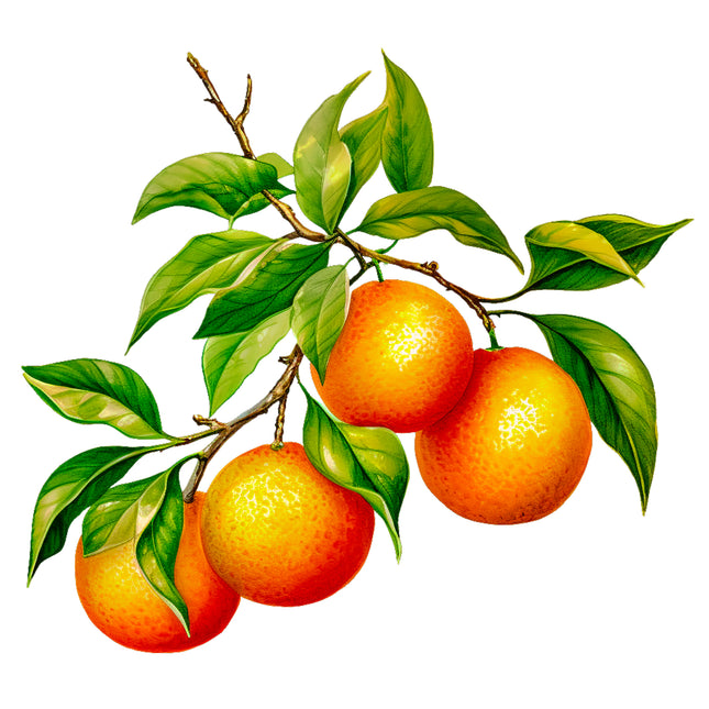 Fruit Oranges 100% Cotton Fabric Panel Block EE535