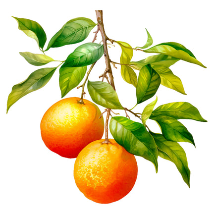 Fruit Oranges 100% Cotton Fabric Panel Block EE538