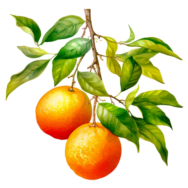 Fruit Oranges 100% Cotton Fabric Panel Block EE538