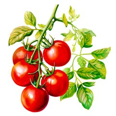 Collection image for: Cherries