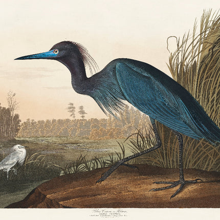 A fabric panel featuring a digital print of a heron bird from the series 'Birds of America' by John James Audubon.