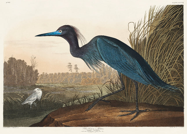 A fabric panel featuring a digital print of a heron bird from the series 'Birds of America' by John James Audubon.