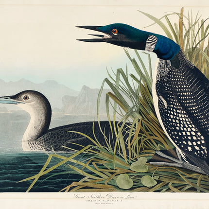 A fabric panel featuring an illustration of a Great Northern Loon bird from John James Audubon's Birds of America.