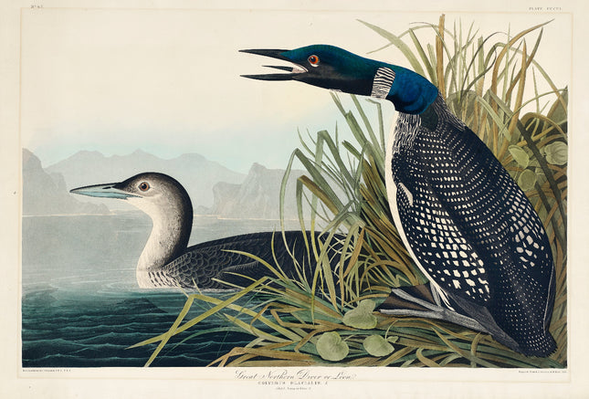 Two loons by a lake with mountains fabric panel