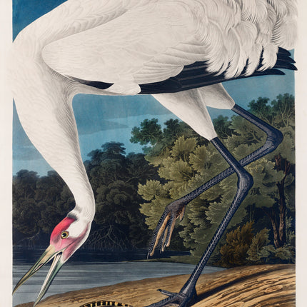John James Audubon fabric panel