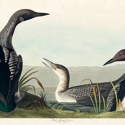 loons cotton fabric panel