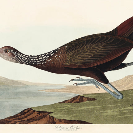 Illustration of a bird with a long beak and legs, set against a landscape.
