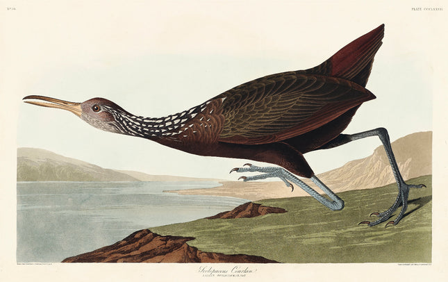 Illustration of a bird with a long beak and legs, set against a landscape.