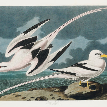 Illustration of three white and black birds with yellow beaks 100% cotton fabric panel