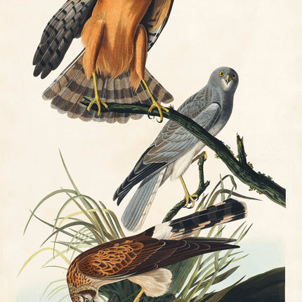 Illustration of three hawks on a branch with grass and water in the background