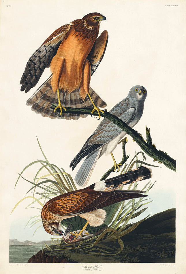 Illustration of three hawks on a branch with grass and water in the background