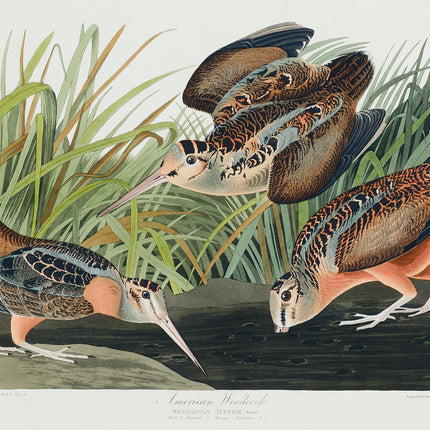 Illustration of three sandpipers near water and reeds
