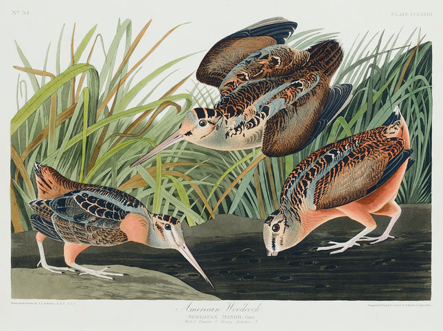 Illustration of three sandpipers near water and reeds