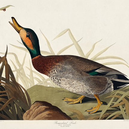 Illustration of a duck in natural setting with grass and rocks fabric panel