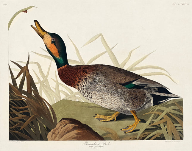 Illustration of a duck in natural setting with grass and rocks fabric panel