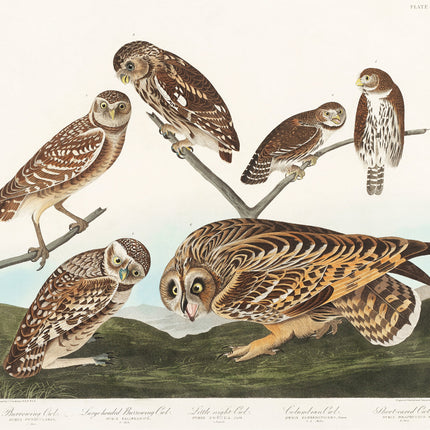 Illustration of six owls on a branch with a landscape background fabric panel