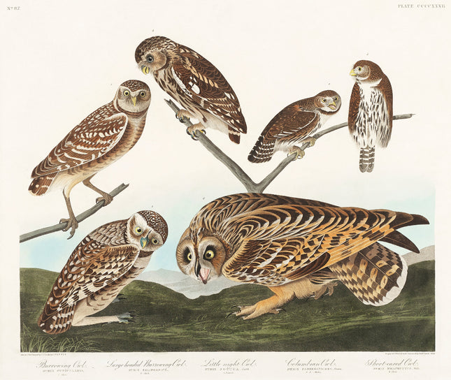 Illustration of six owls on a branch with a landscape background fabric panel