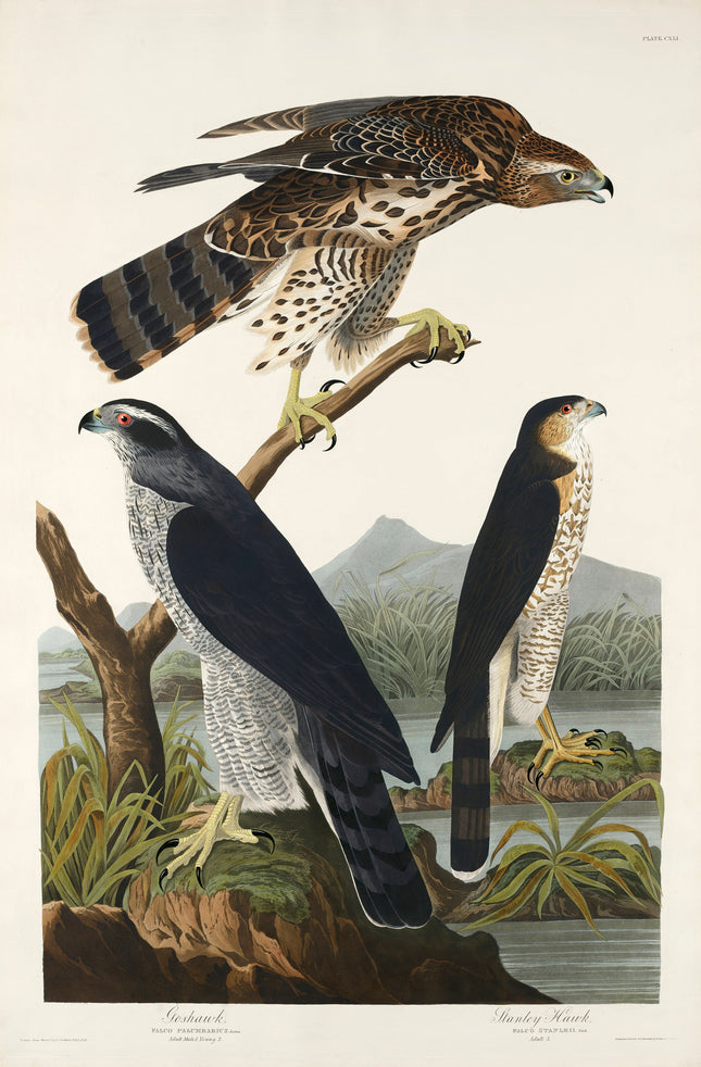 John James Audubon Hawk 100% Cotton Fabric Panel JJA24