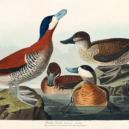 Illustration of four ducks on rocks with water in the background fabric panel