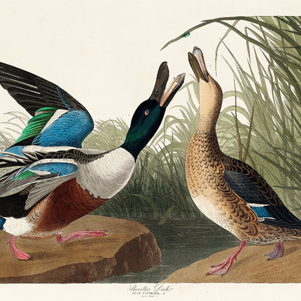 A fabric panel featuring a digital print of two ducks from the collection of John James Audubon.