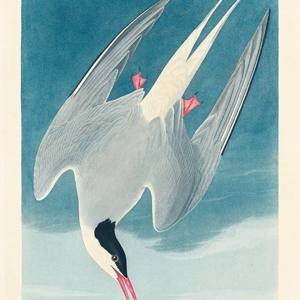 Illustration of a Arctic Tern with a blue sky and ocean background quilt panel