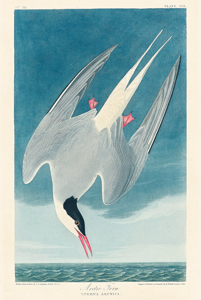 Illustration of a Arctic Tern with a blue sky and ocean background quilt panel