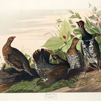 john james audubon fabric panel