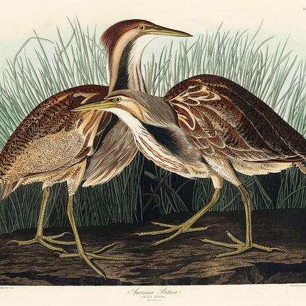 Illustration of two American bitterns in a natural setting