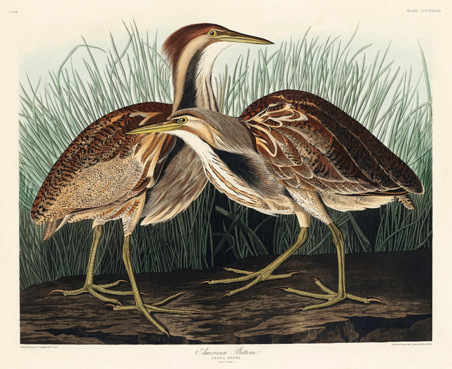Illustration of two American bitterns in a natural setting