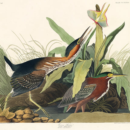 Illustration of two birds in a natural setting fabric panel