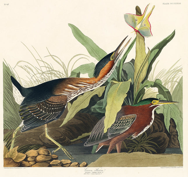 Illustration of two birds in a natural setting fabric panel