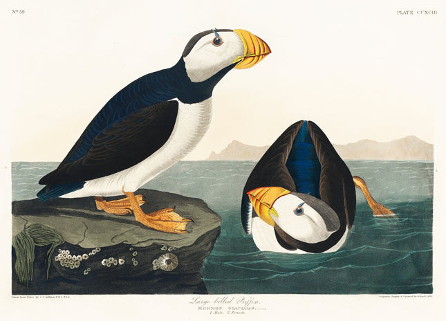 Illustration of a puffin on a rock and another puffin underwater, with a scenic background.