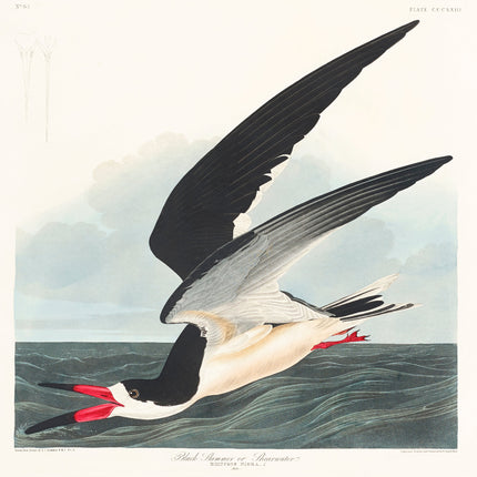 Illustration of a bird flying over water with a cloudy sky.