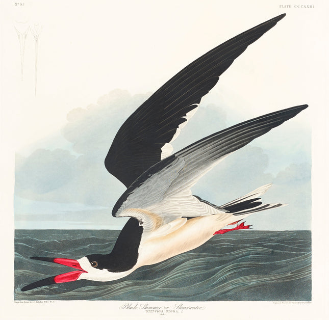 Illustration of a bird flying over water with a cloudy sky.