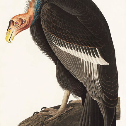 Illustration of a California Condor on a branch with a white background