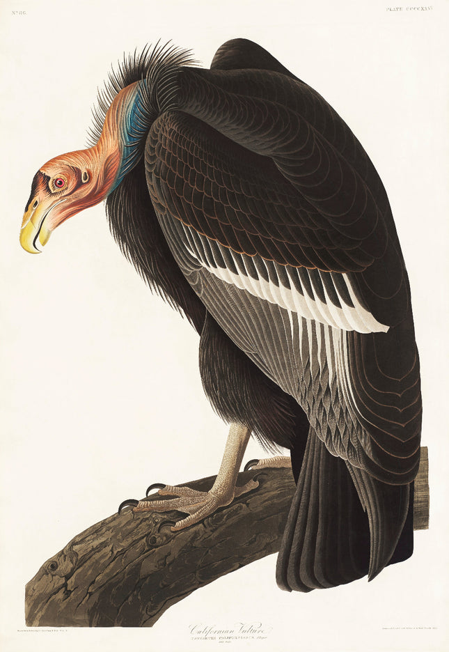 Illustration of a California Condor on a branch with a white background