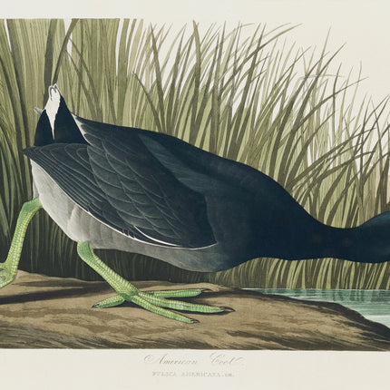 John James Audubon fabric panel