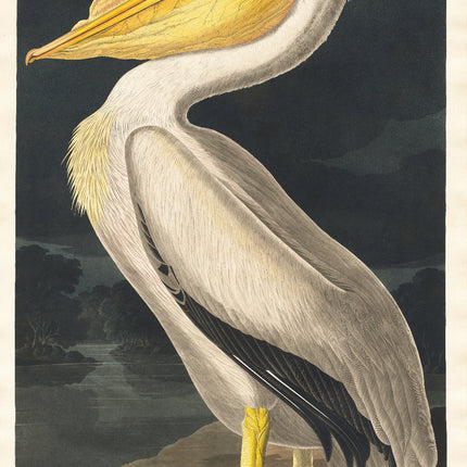 A fabric panel featuring a digitally printed image of a White Pelican by John James Audubon.
