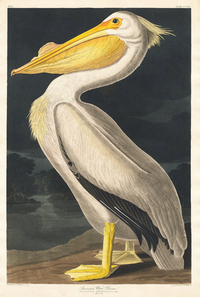 A fabric panel featuring a digitally printed image of a White Pelican by John James Audubon.